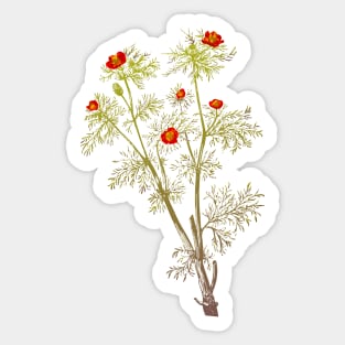 Vintage florals - Pheasant's Eye Sticker